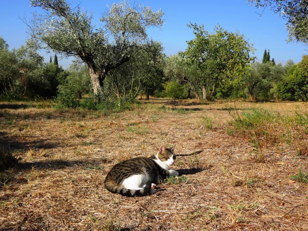 Les Olives Apartment Uzes Bagian luar foto